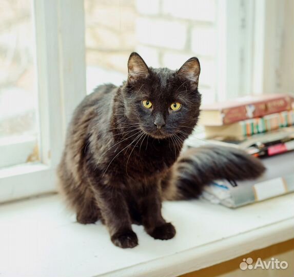 Король ночи