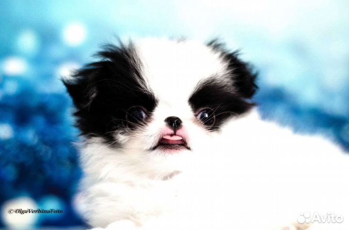 Японский хин