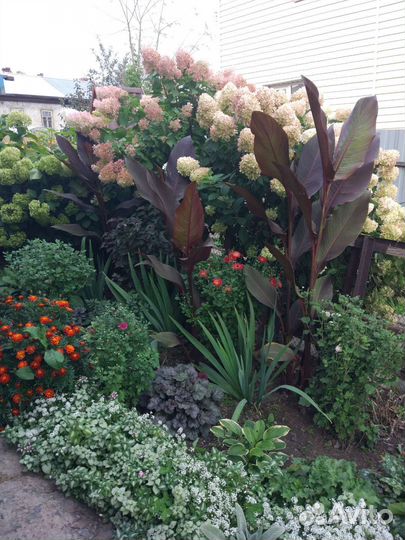 Цветы канны