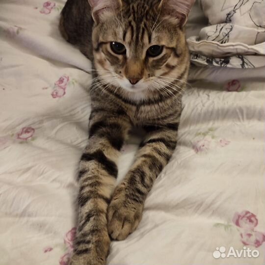 Кот Кешик