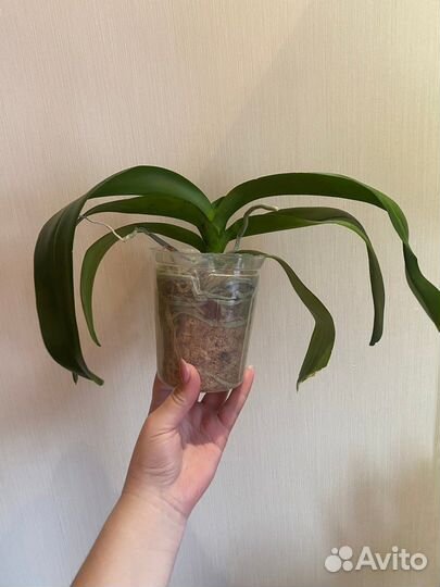 Орхидея фаленопсис