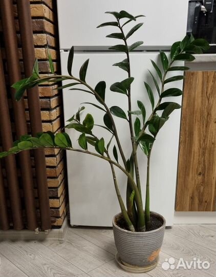 Замиокулькас