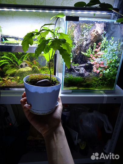 Обслуживание аквариумов, террариумов, флорариумов