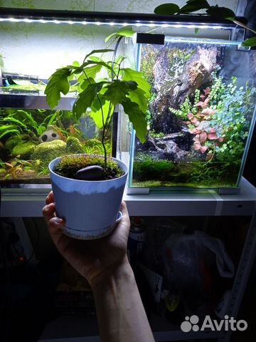 Обслуживание аквариумов, террариумов, флорариумов