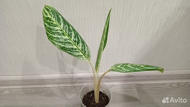 Аглаонема Голден Мадонна