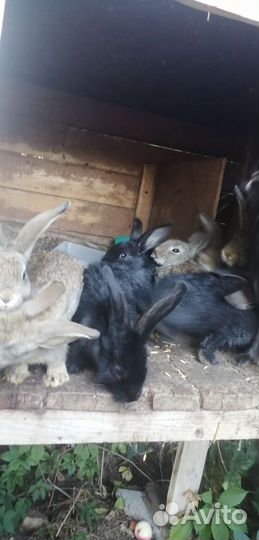 Кролы мясных парод