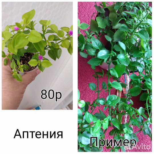 Комнатные цветы разные