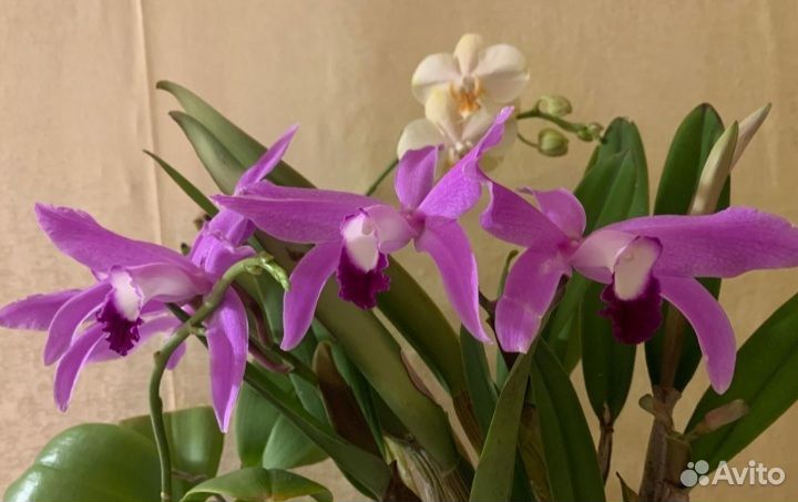 Орхидея Laelia Perrenii