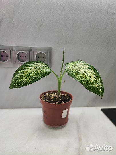 Диффенбахия