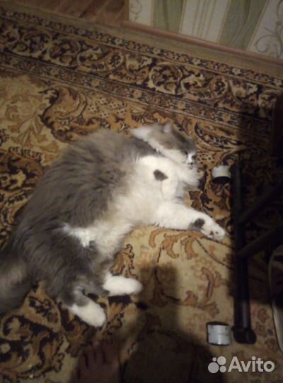 Кот, бесплатно