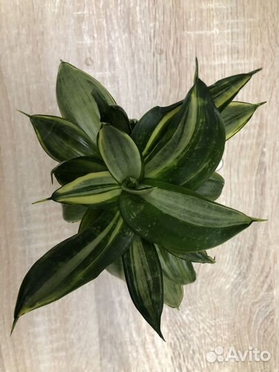 Сансевиерия ханни сильвер фрост