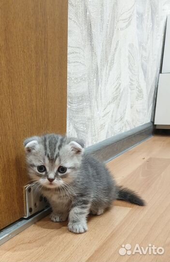 Шотландские котята