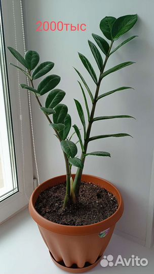 Замиокулькас, разные цветы