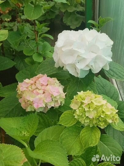 Комнатные цветы гортензии