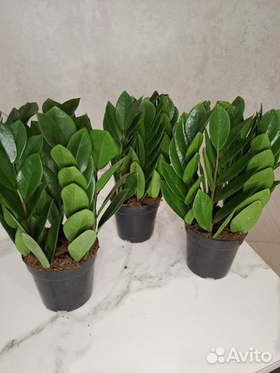 Замиокулькас