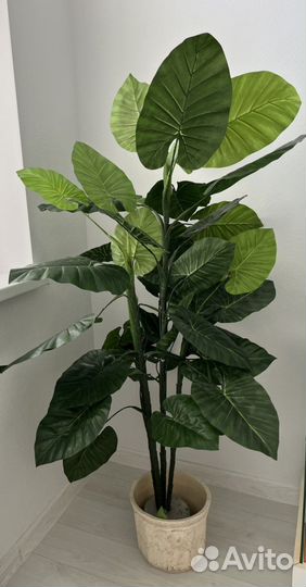 Комнатные цветы шефлера