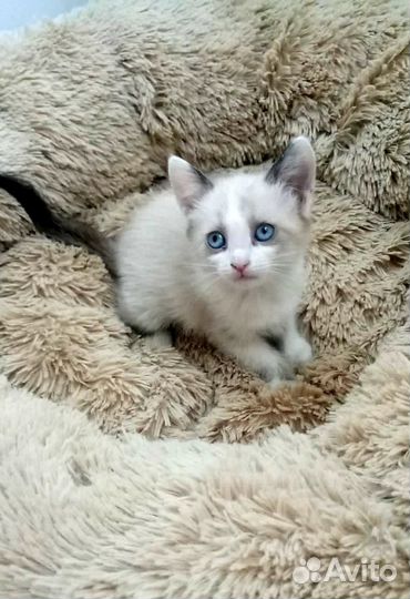 Милые котята в добрые руки