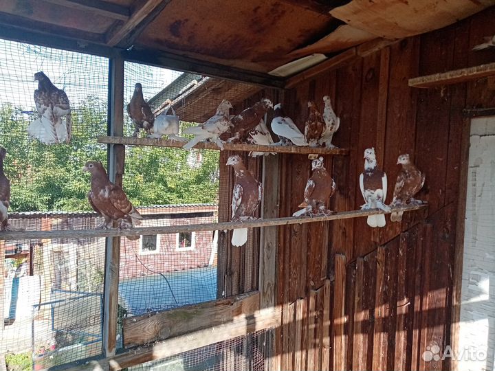 Продажа андижанских голубей