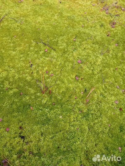 Мох сфагнум живой