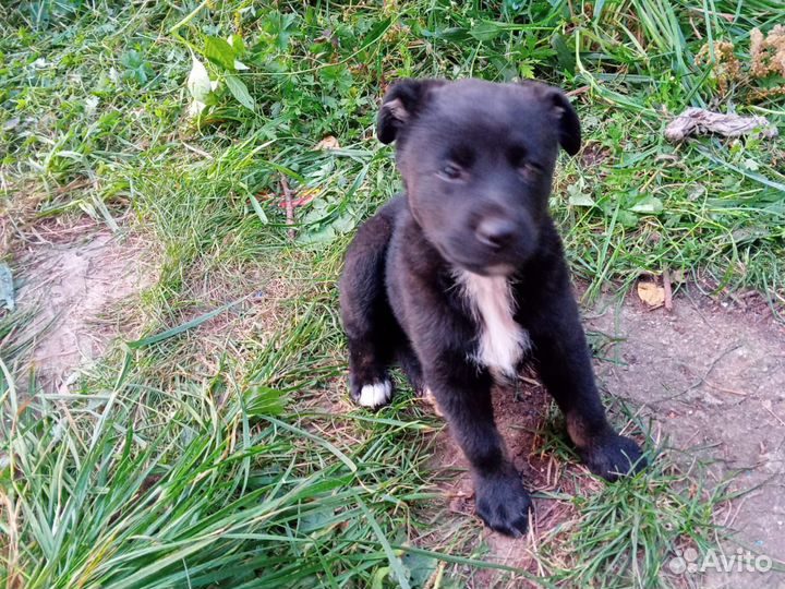 Отдам в добрые руки щенков