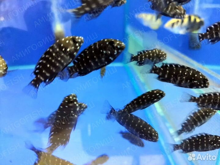 Цихлида Трофеус звездчатый (Tropheus Duboisi)