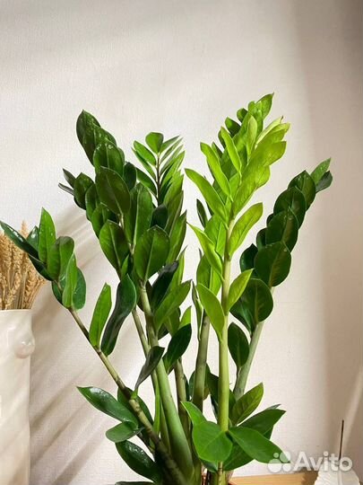 Замиокулькас