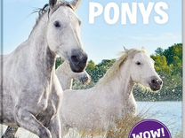 Серия книг "Что к чему:Лошади и пони"на немецком