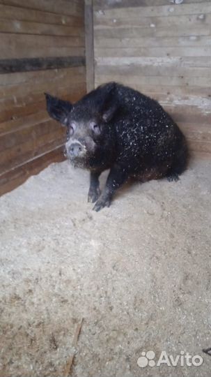 Хряк венгерской мангалицы