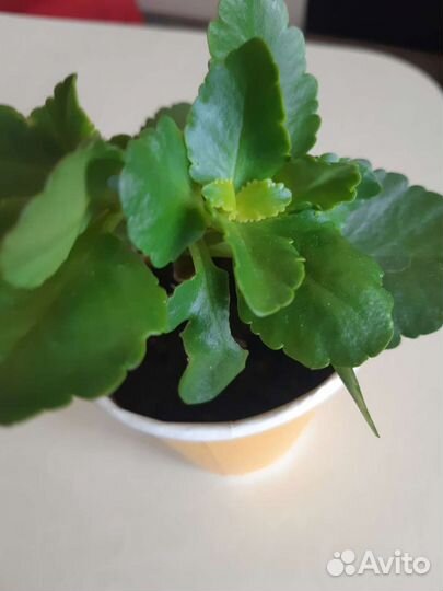 Каланхоэ цветущий