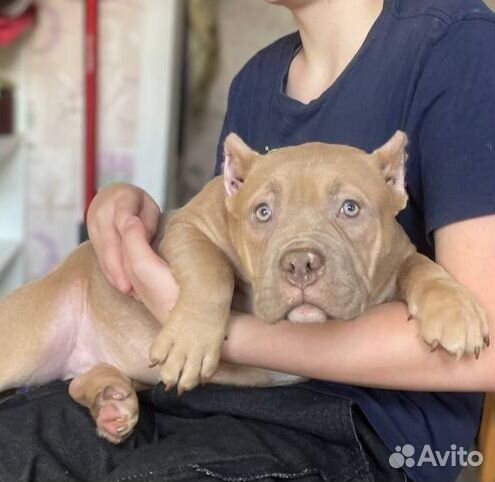 Американский булли девочка стандарт лиловая