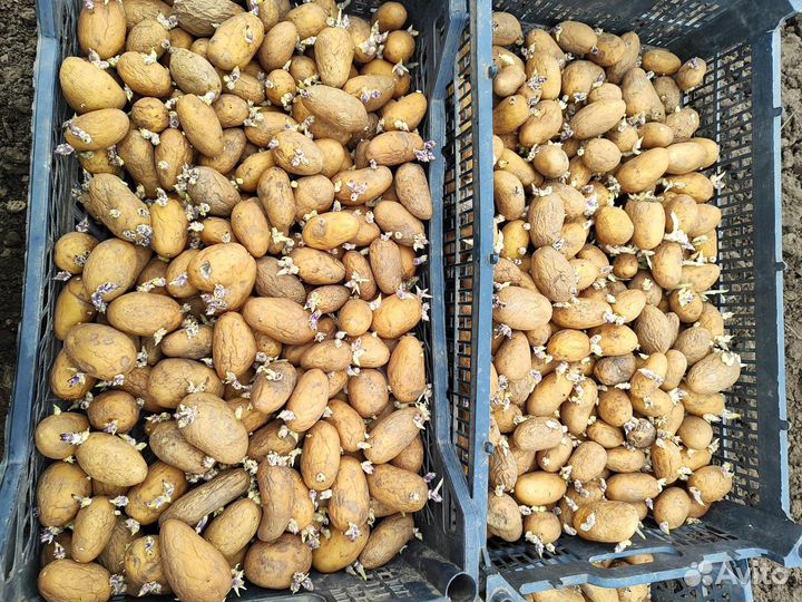 Семенной картофель галанка