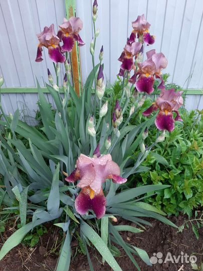 Хоста, ирисы