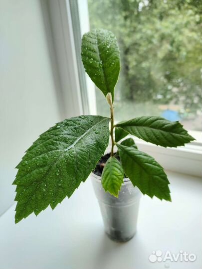 Дерево японская мушмула