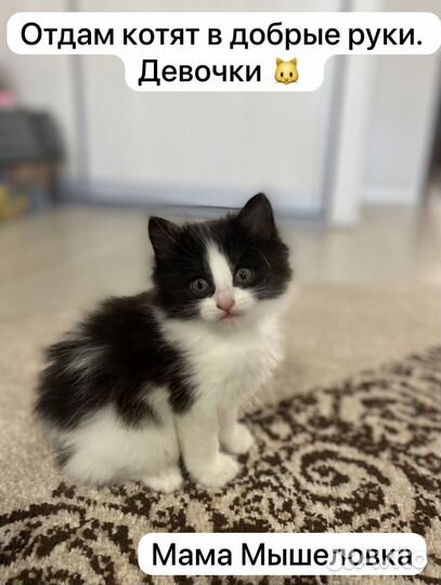 Котята