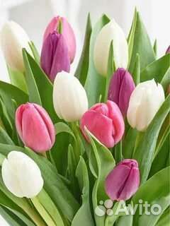 Тюльпаны оптом. Предзаказ на 2024 год