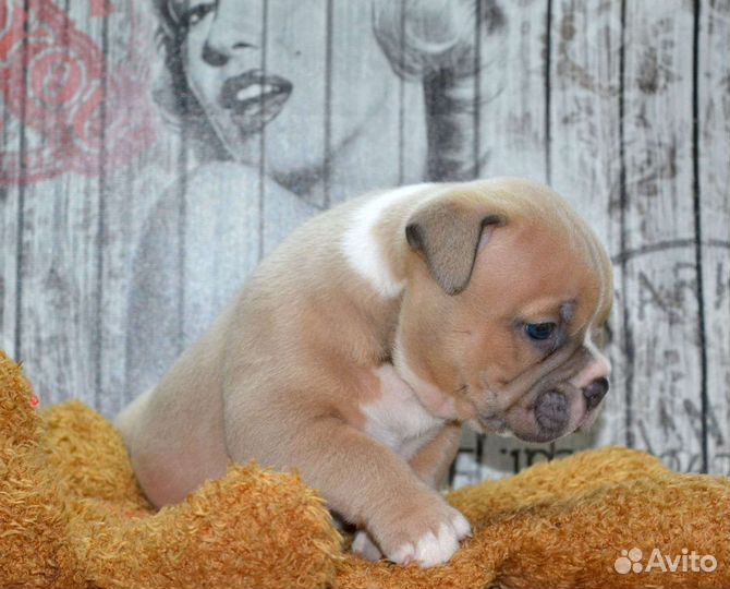 Щенки американского буля