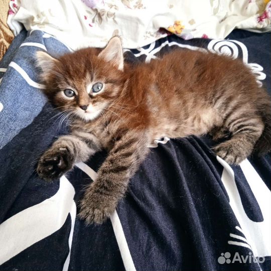 Кошка в дар