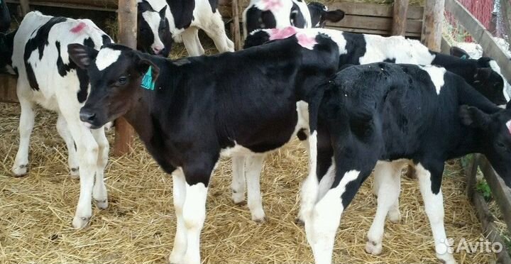 Телята Бычки Телки