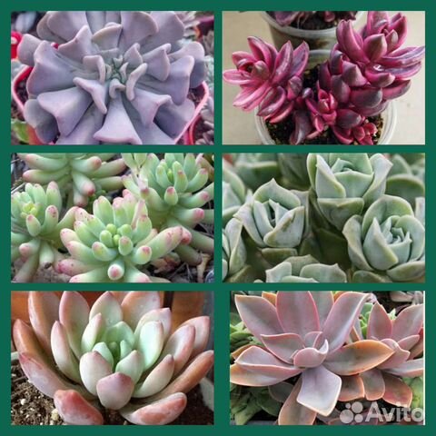 Суккуленты укорененные детки