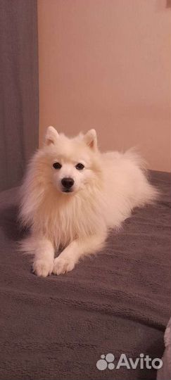 Японский шпиц вязка