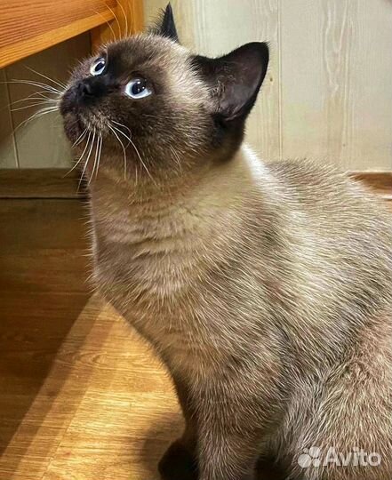 Шотландский Кот вязка