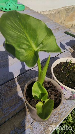 Калла эфиопская