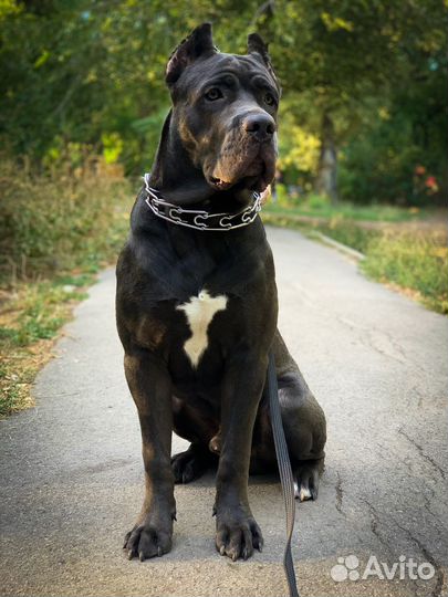 Кане корсо для фото