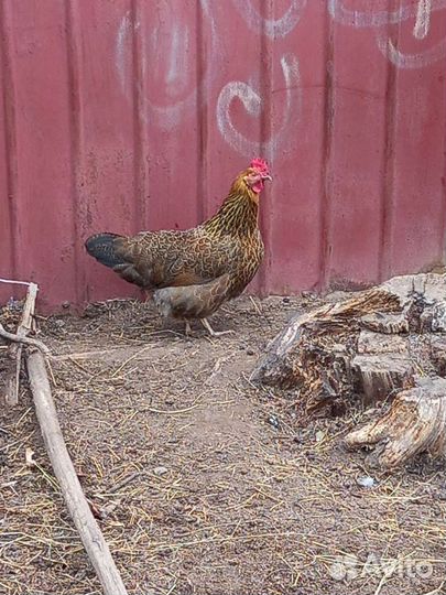 Карликовые куры Э-3 бронь