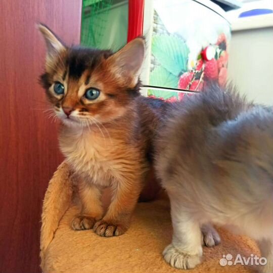 Сомалийская