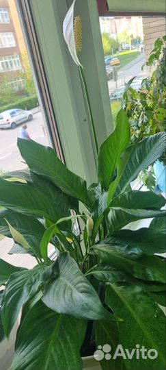 Спатифиллум