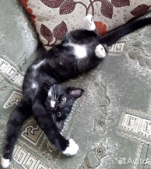 Котенок