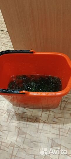 Водоросли для аквариума