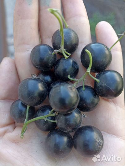 Саженцы черной и красной смородины