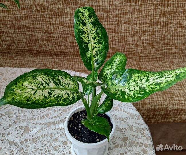 Диффенбахия